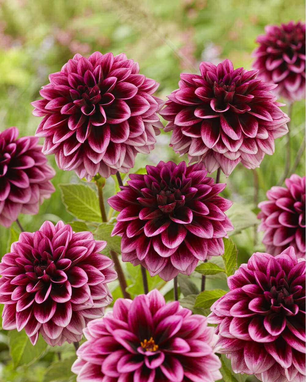 Dahlia 'Davina Michelle'
